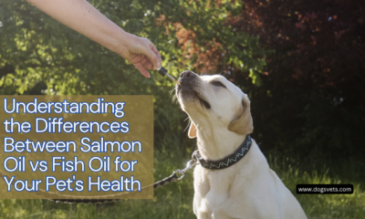 Understanding the Differences Between Salmon Oil vs Fish Oil for Your Pet's Health